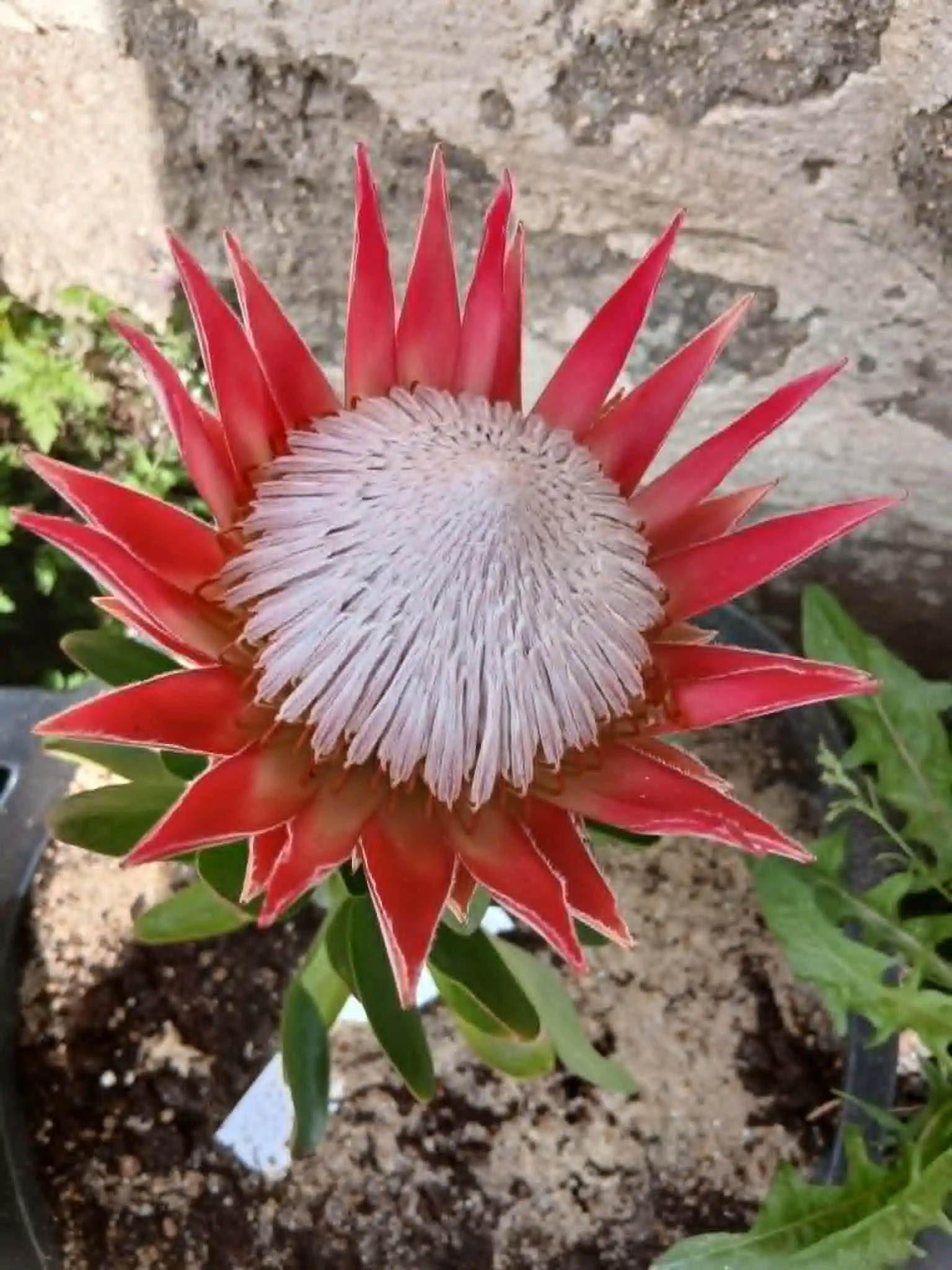 fleurs-plantes-Cavan (3)
