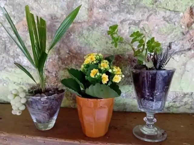 fleurs-plantes-Cavan (4)