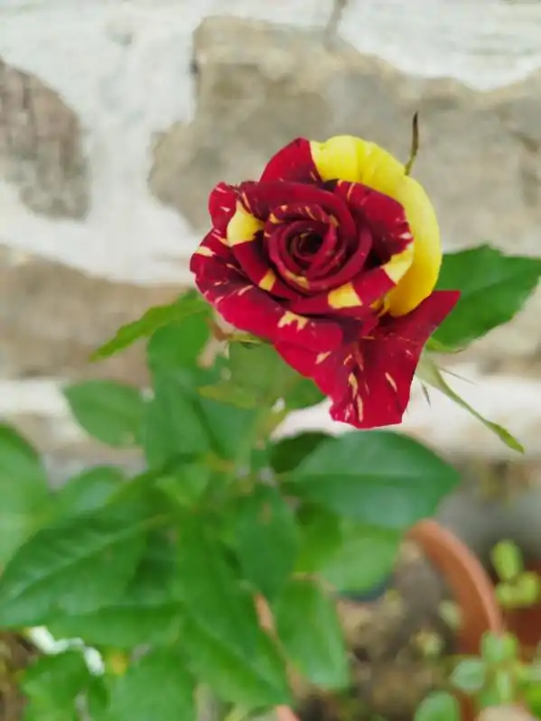 fleurs-plantes-Cavan (5)