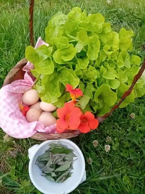 herboristerie-Cavan (3)