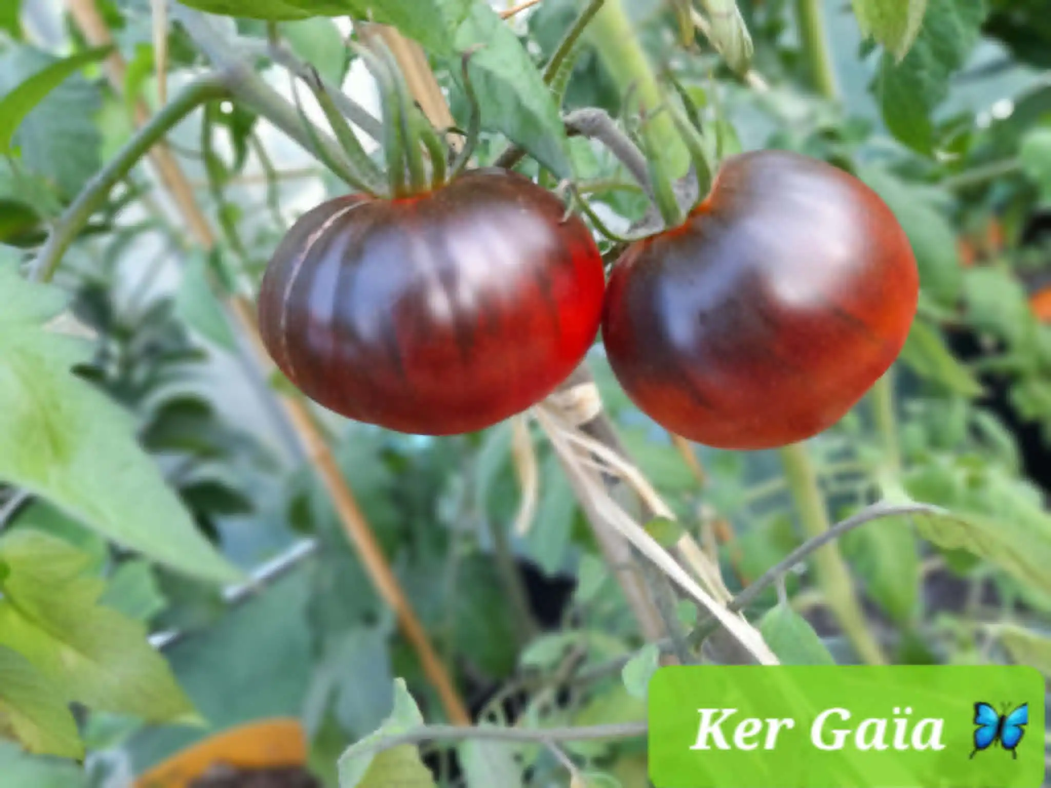 legumes-Cavan (3)