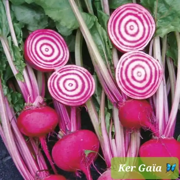 legumes-Cavan (3)